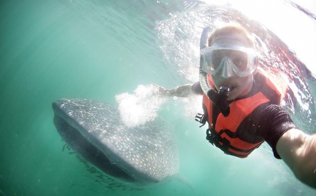  Fai snorkeling con lo squalo balena 